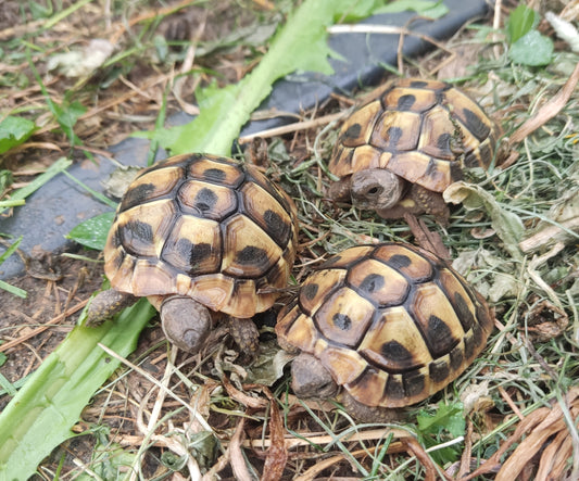 Kleine griechische Landschildkröten, Nachzucht 2025 abzugeben