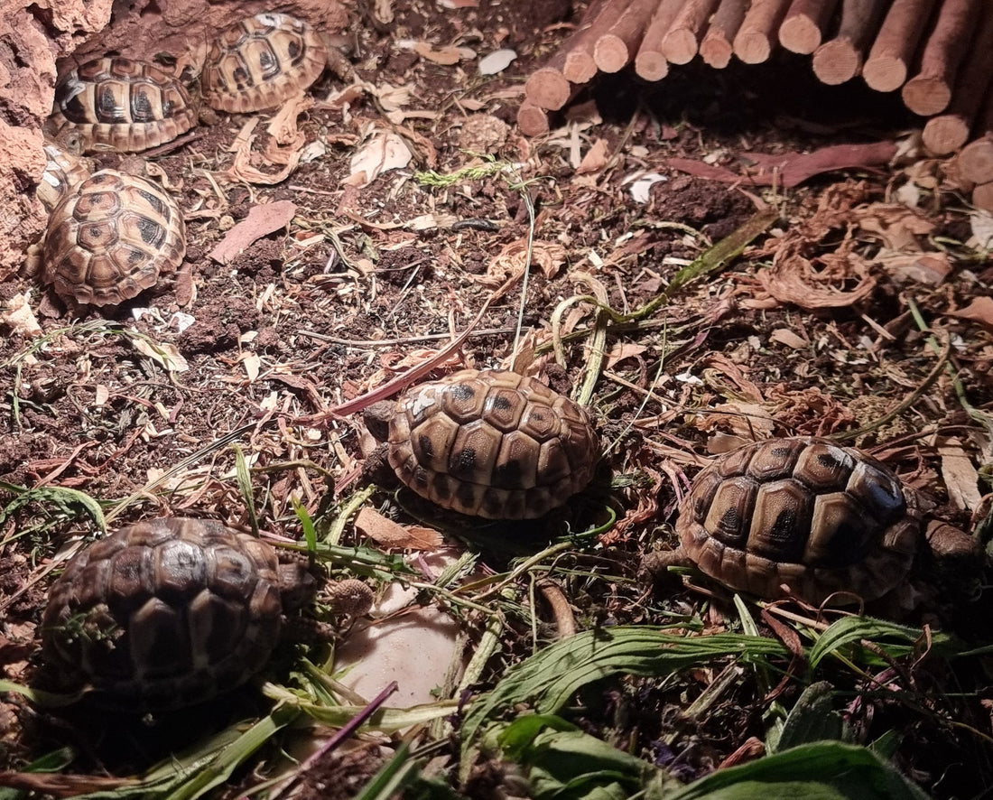 Griechische Landschildkröten NZ 2025
