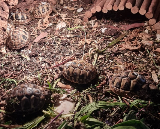 Griechische Landschildkröten NZ 2025