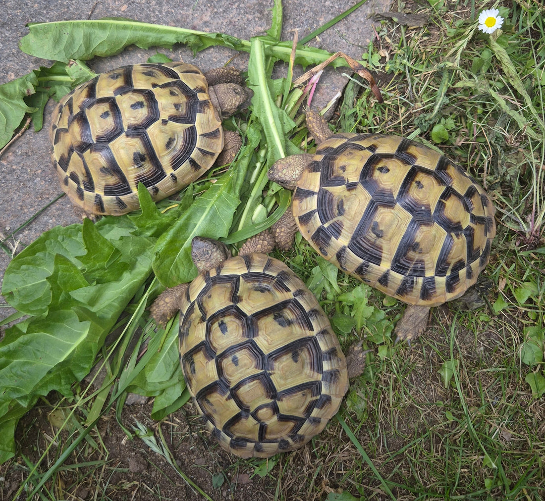 Griechische Landschildkröten NZ Naturbrut zu verkaufen