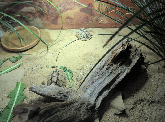 Gruppe Ägyptischer Landschildkröten