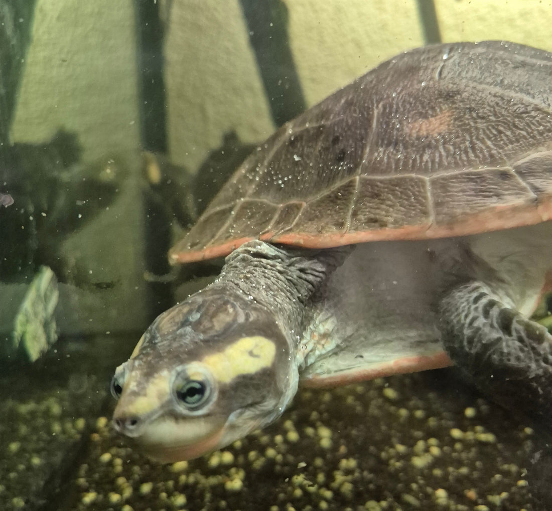 2 Rotbauch-spitzkopf-Schildkröten zu verkaufen