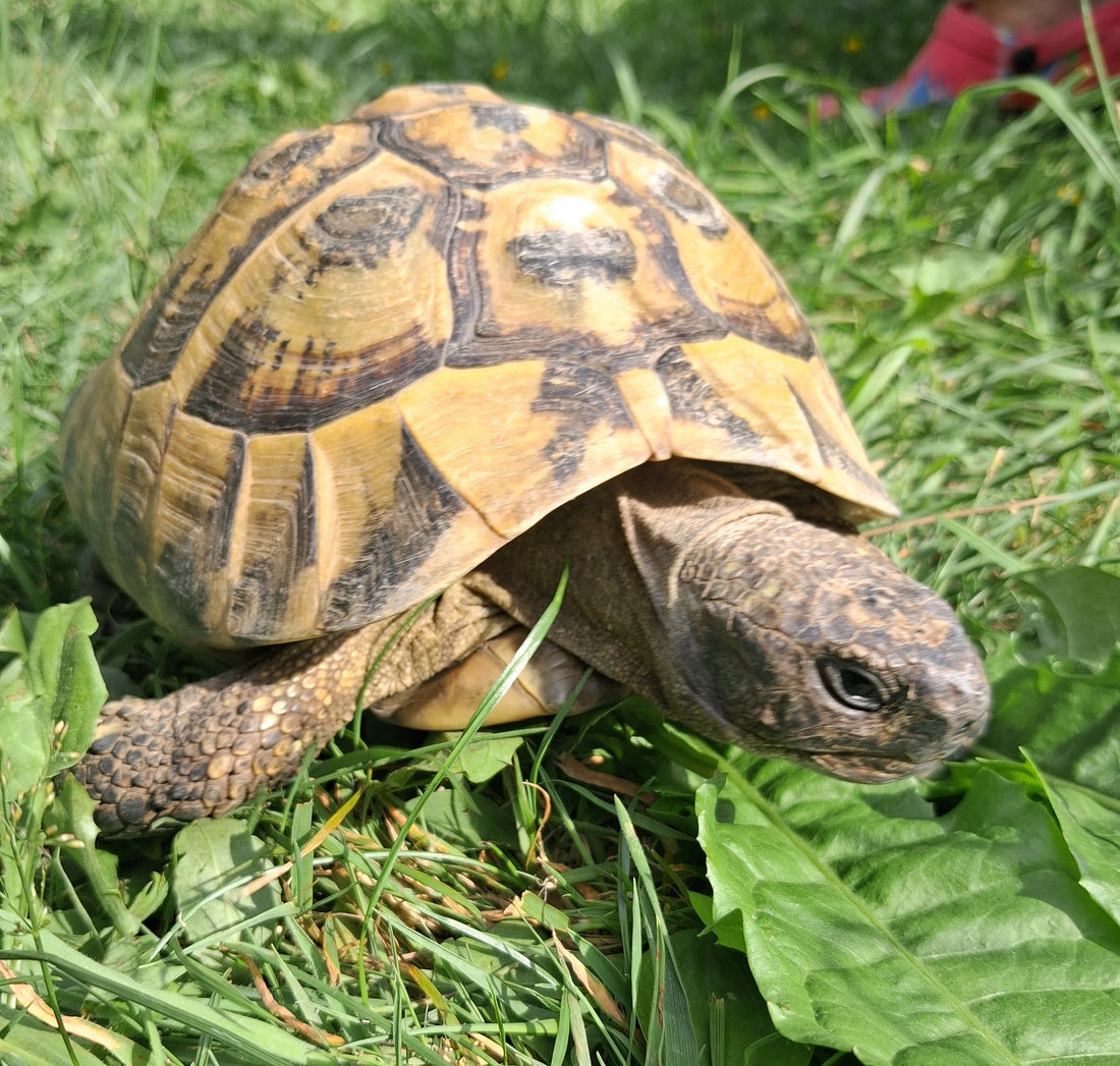 Griechische Landschildkröte, männlich ca.22 Jahre, zu verschenken