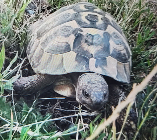 Griechische Landschildkröte männl. v.2001