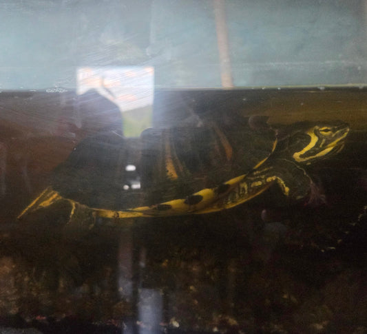 Verkaufe 2 Wasser-Schildkröten