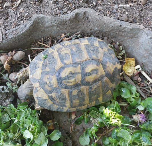 Griechische Landschildkröten zu verkaufen - 4 große und 5 kleine