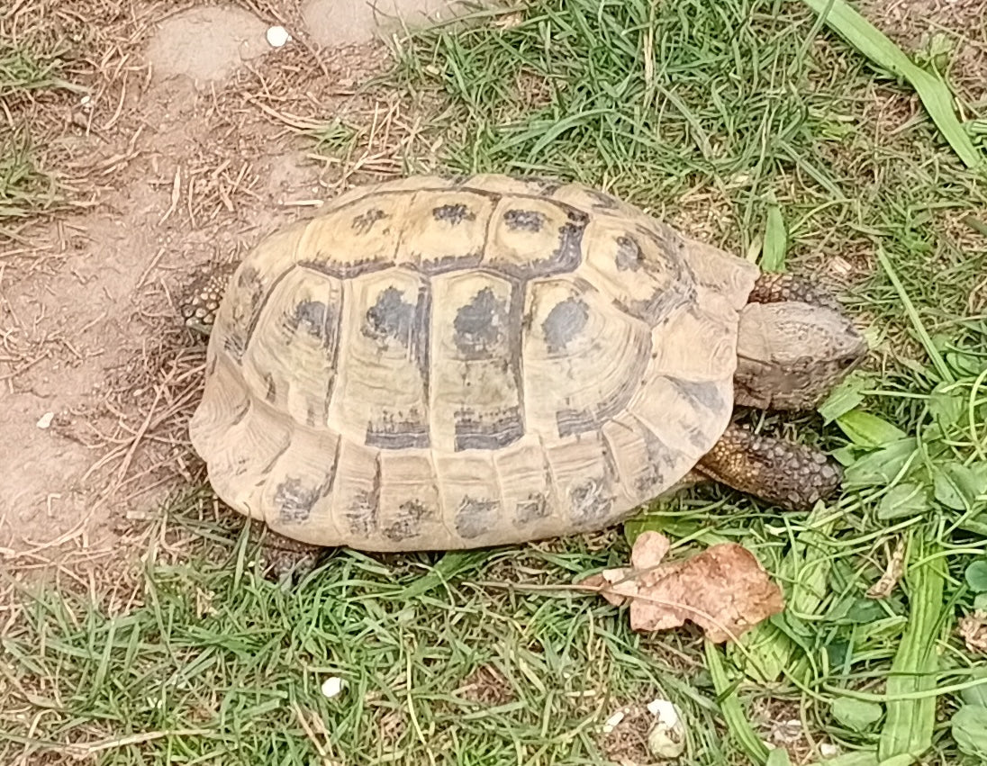 Griechische Landschildkröte männlich