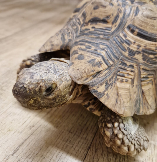 Pantherschildkröte