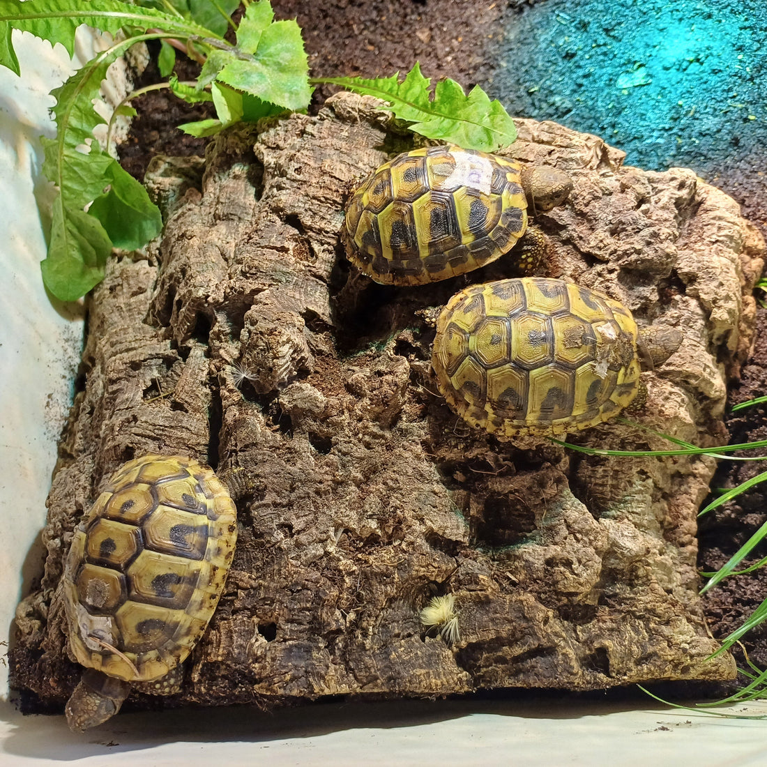 Kleine Griechen
