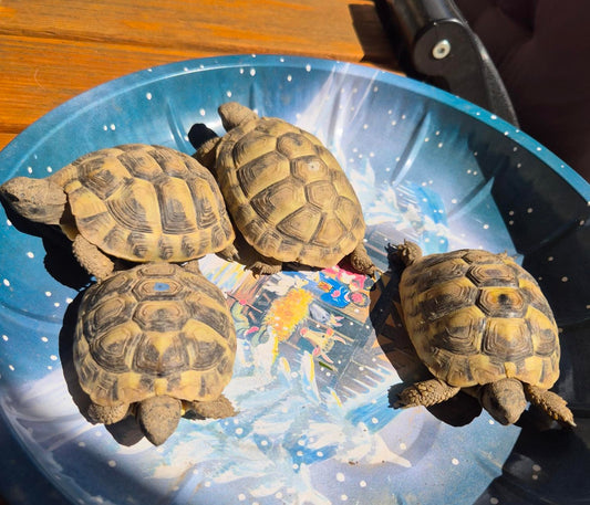 4 Griechische Landschildkröten NZ 2024