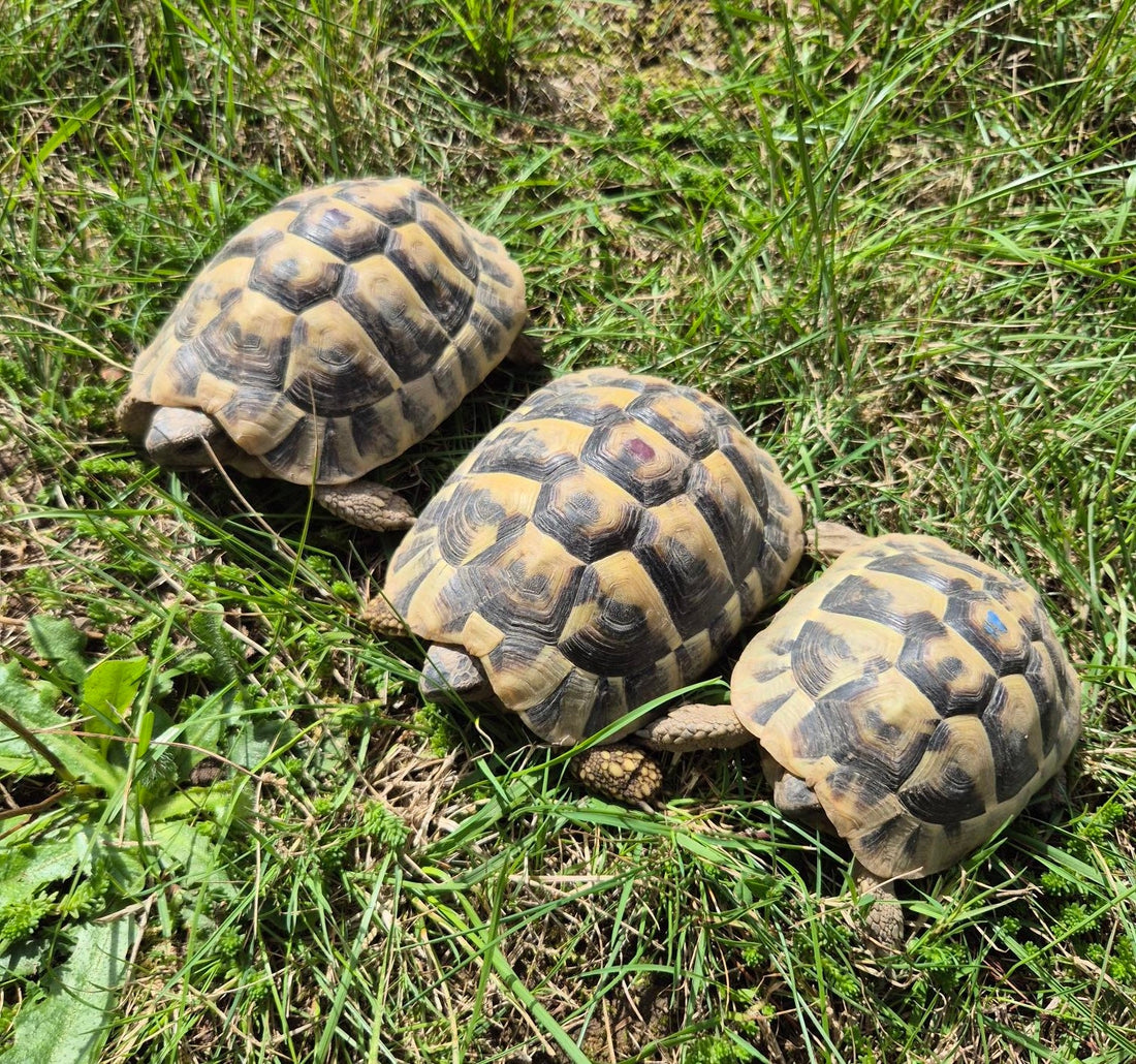 3 Griechische Landschildkröten NZ 2022