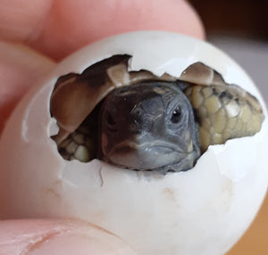 Griechische Landschildkröten (THB) NZ 2024