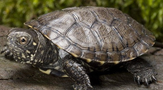 Suche Wasserschildkröten