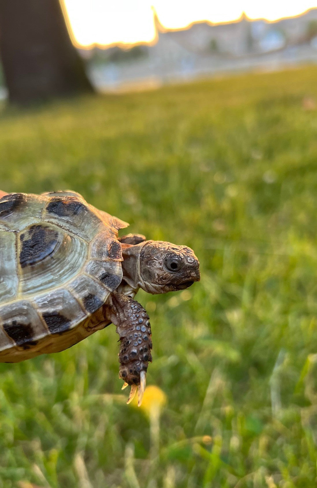 Russische Landschildkröte zu verkaufen