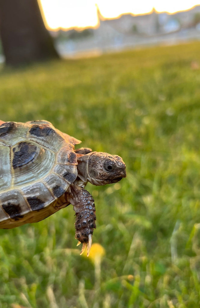 Russische Landschildkröte zu verkaufen