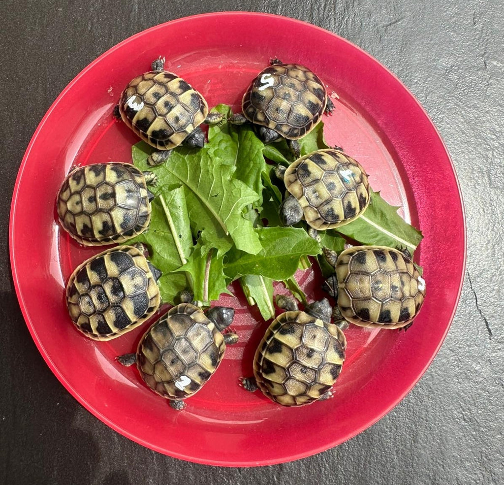 Griechische Landschildkröten NZ2025