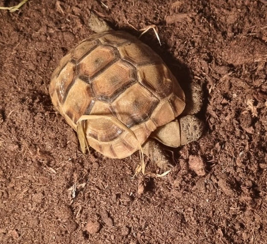 2 Maurische Landschildkröten zwei Jahre alt