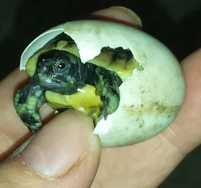 Griechische Landschildkröten NZ 2025