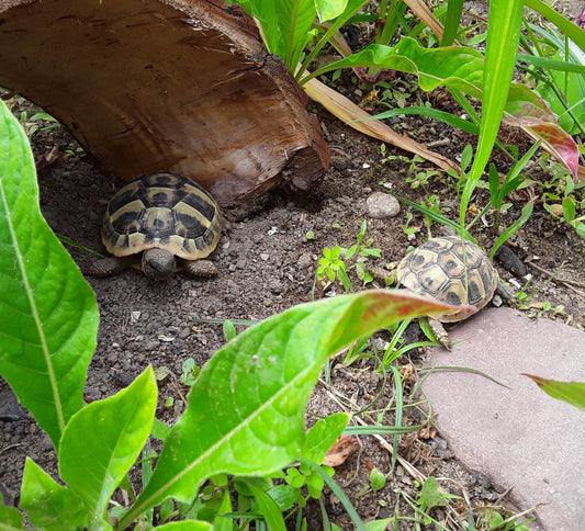Griechische Landschildkröten NZ von 2025 abzugeben