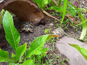 Griechische Landschildkröten NZ von 2024 abzugeben