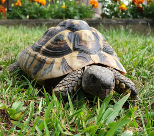 2 Griechische Landschildkröten suchen neues Zuhause