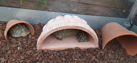 Griechische Landschildkröte Weibchen gesucht