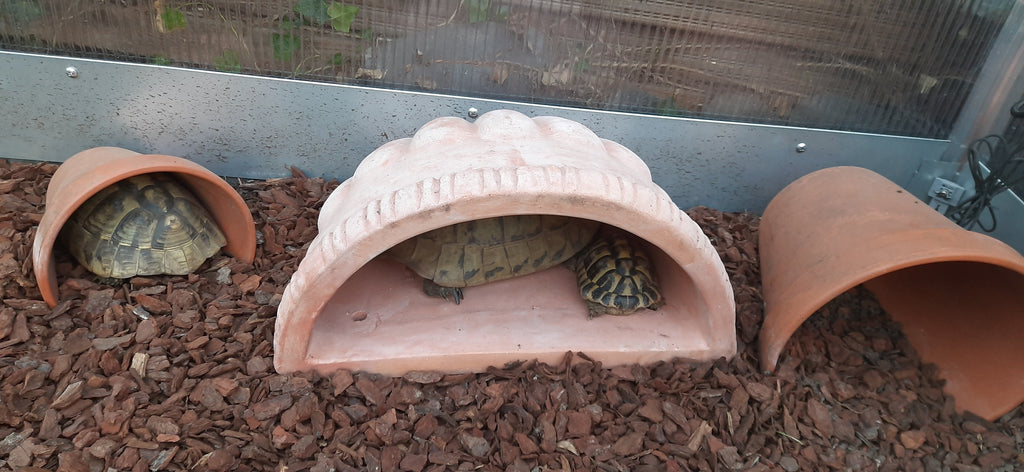 Griechische Landschildkröte Weibchen gesucht