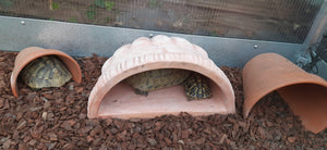 Griechische Landschildkröte Weibchen gesucht