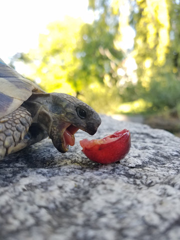 3 erwachsene Landschildkröten von 2017