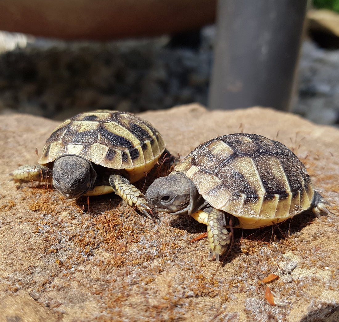 Verkaufe aus meiner Hobbyzucht Griechische Landschildkröten (Testudo hermanni) Nachzuchten von 2025.