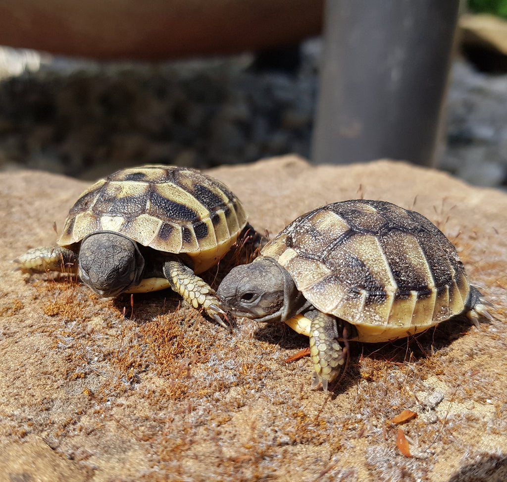 Verkaufe aus meiner Hobbyzucht Griechische Landschildkröten (Testudo hermanni) Nachzuchten von 2025.