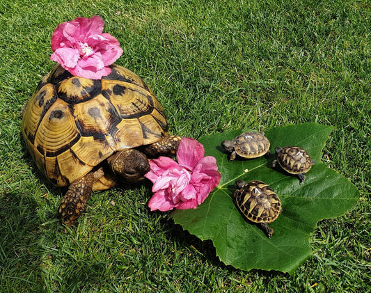 Griechische Landschildkröten aus Hobbyzucht
