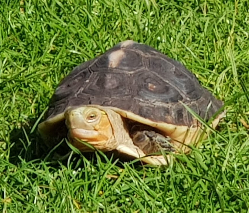 Gelbrandscharnierschildkröte