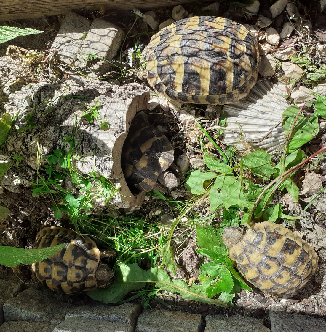 4 Griechische Landschildkröten NZ 2018 und 2019 abzugeben