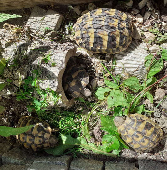 4 Griechische Landschildkröten NZ 2018 und 2019 abzugeben