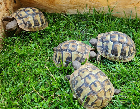 Griechische Landschildkröten