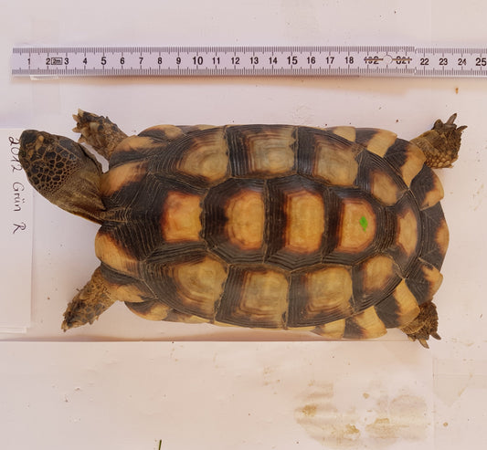 Europäische Landschildkröten zu verkaufen