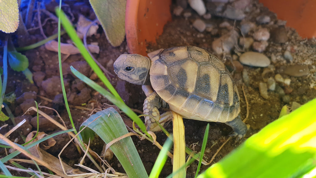 Griechische Landschildkröten NZ 23 oder 24 suchen sonniges Zuhause