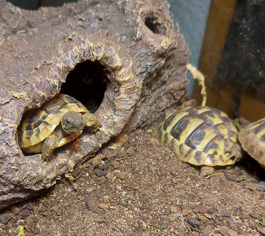 Griechische Landschildkröten Testudo hermanni