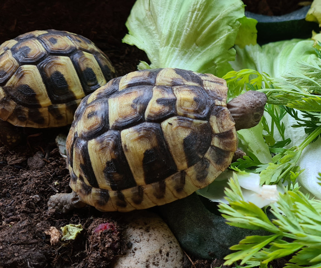 Griechische Landschildkröten NZ 2025 zu verkaufen
