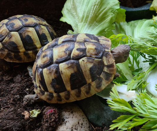 Griechische Landschildkröten NZ 2025 zu verkaufen