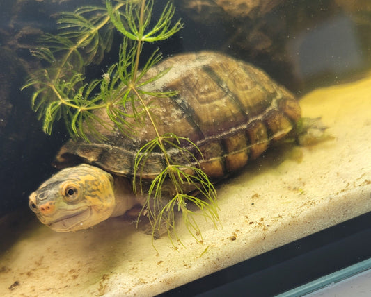 Kinosternon cruentatum – Rotwangen Klappschildkröte