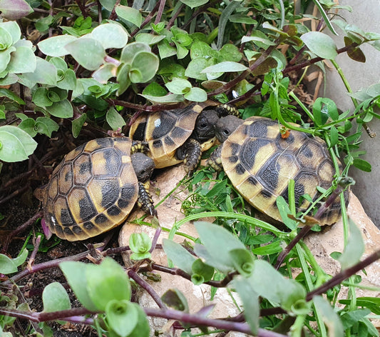 Griechische Landschildkröten NZ 2025 abzugeben