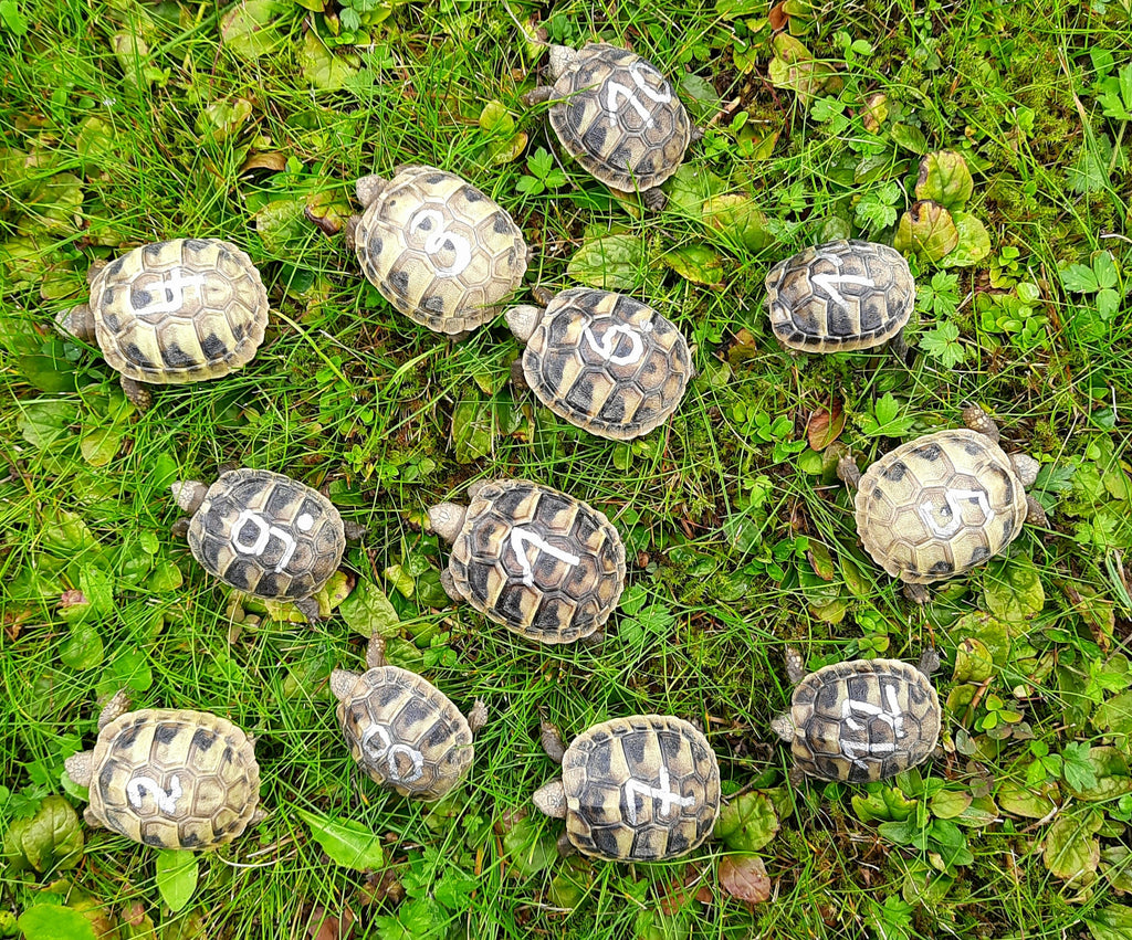 Griechische Landschildkröten Nachzucht 2025