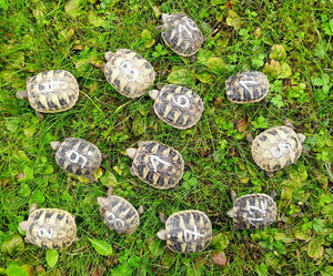 Griechische Landschildkröten Nachzucht 2025