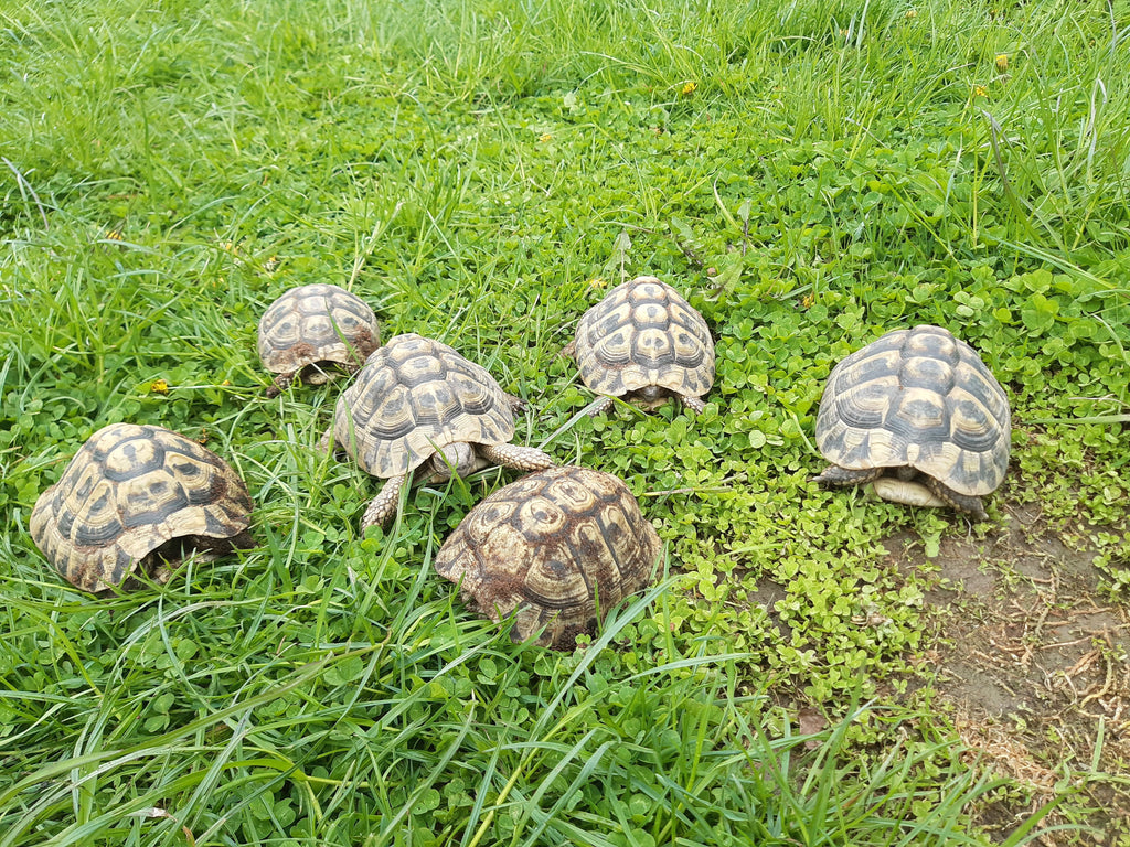 Griechische Landschildkröten Männchen zu verkaufen