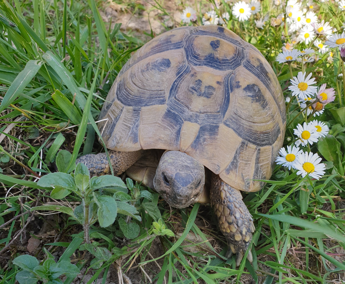 Griechische Landschildkröten abzugeben