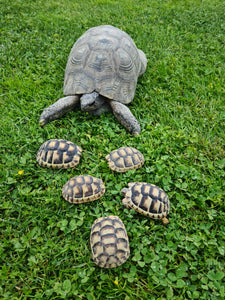 Breitrandschildkröten NZ 30 Jahre Zuchtgruppe