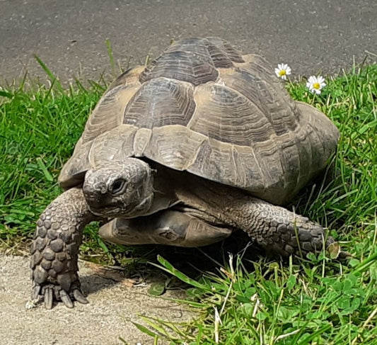 Maurische Landschildkröte männlich zu verkaufen