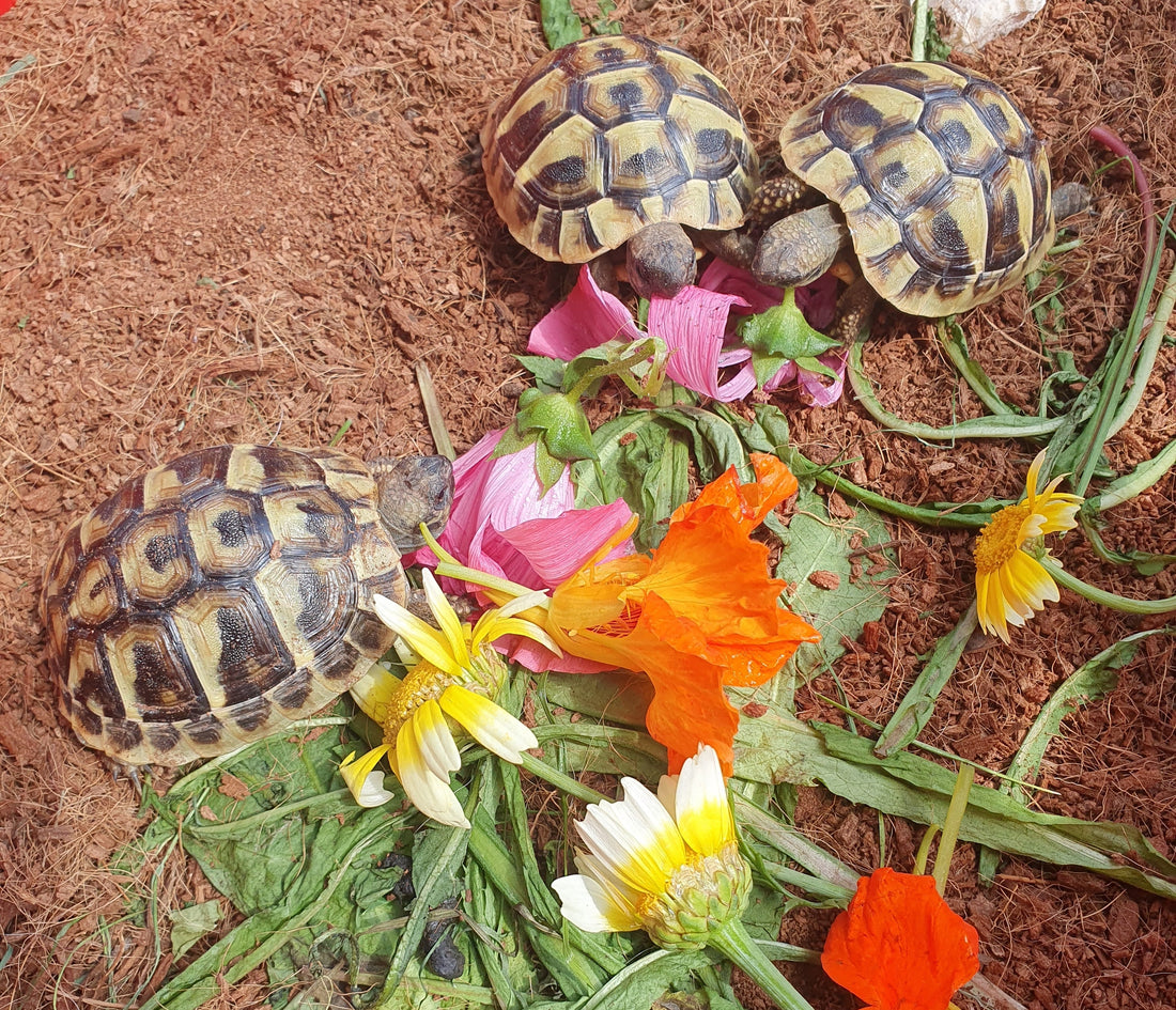 Bielefeld: Griechische Landschildkröten / NZ 2025